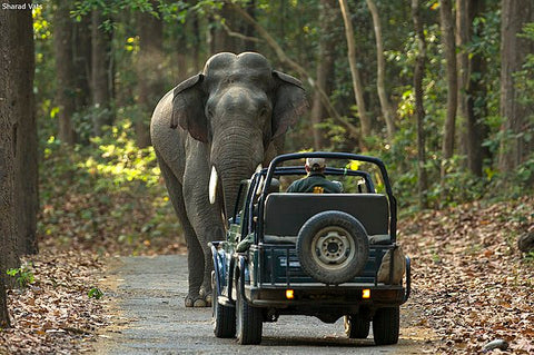 Corbett National park