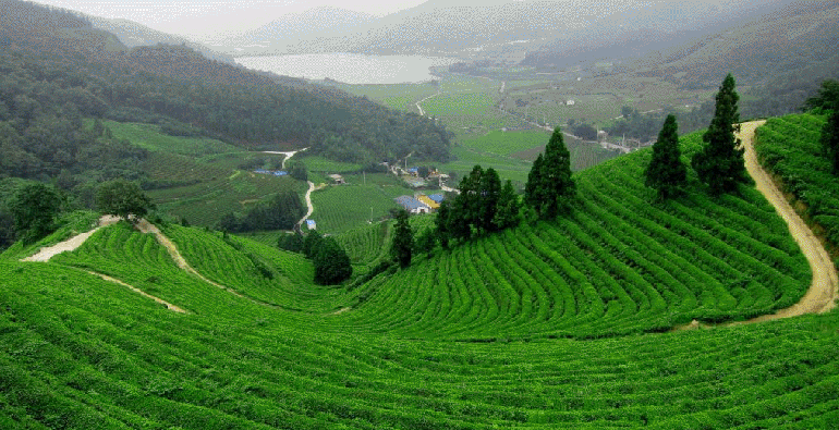 kausani-tea-estate