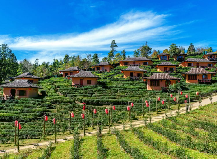 Visit the Serene Kausani Tea Estate