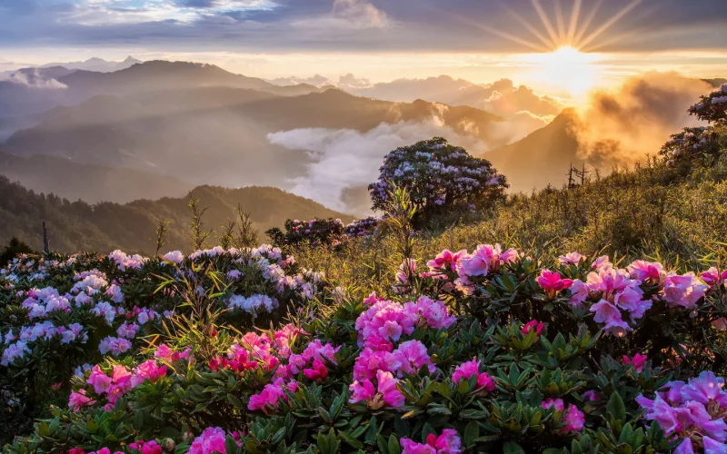 valley-of-flowers
