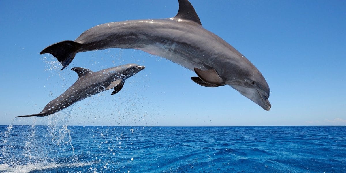 Dolphin Watching: things to do in Goa.