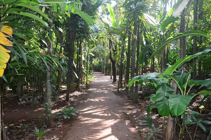 Spice Plantation Tours