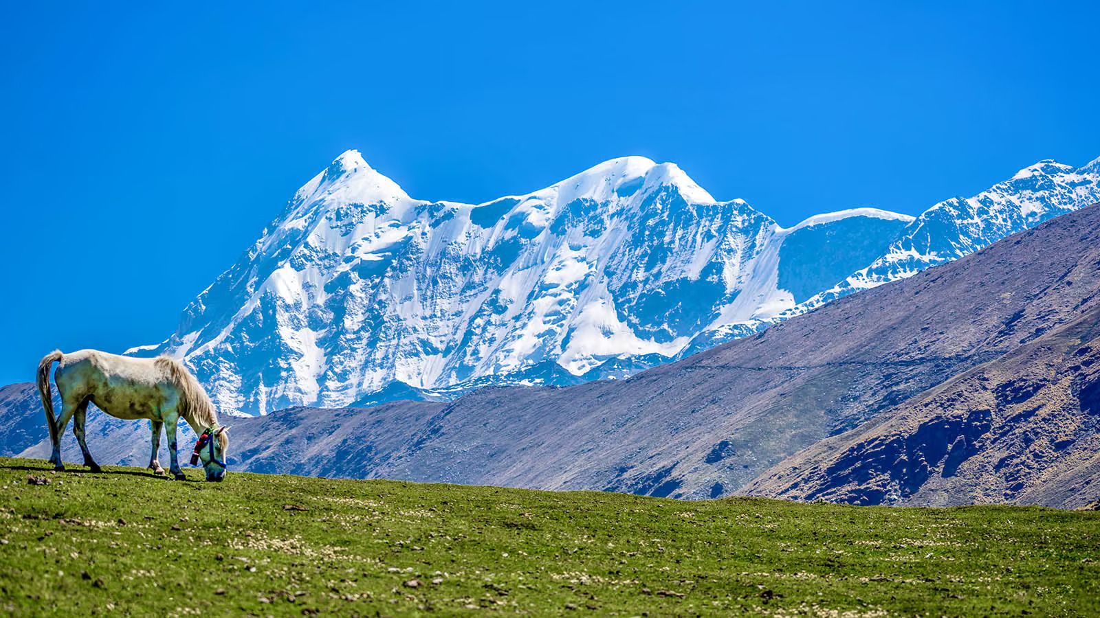 Snow-covered Himalayan peaks rising behind a green meadow where a lone white horse grazes peacefully under a bright blue sky.