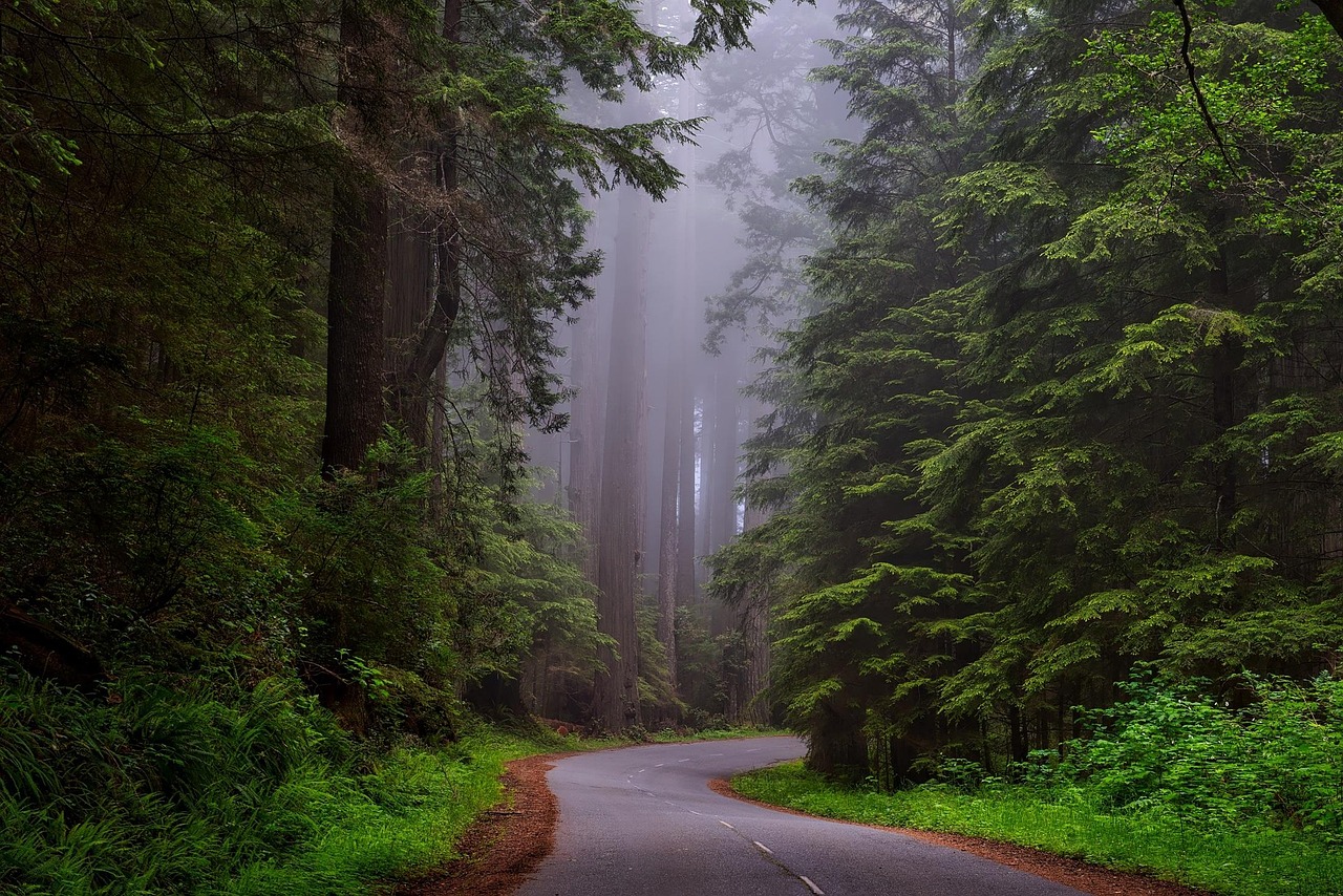 Narrow asphalt mountain road curving through a dense, misty pine forest with tall trees and lush green vegetation on both sides.