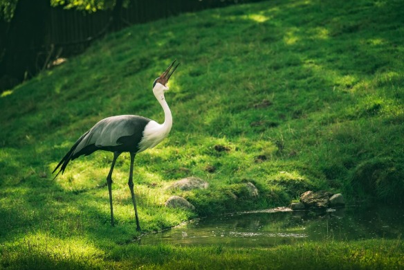 Kaziranga National Park, Assam