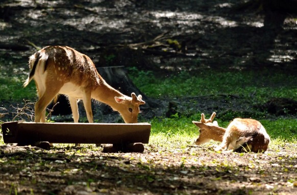 Jim Corbett National Park, Uttarakhand