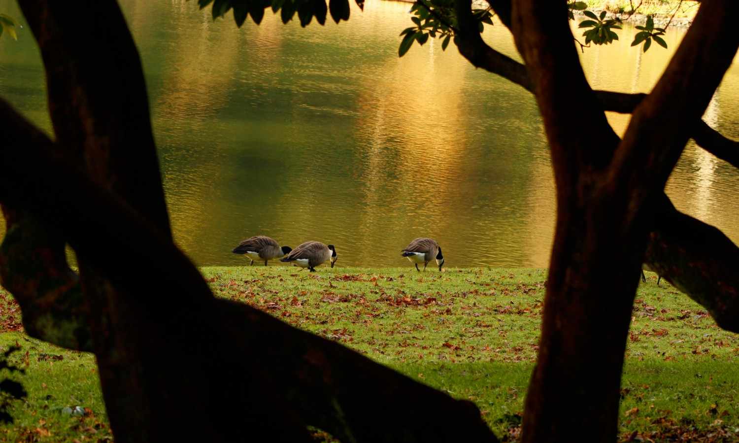 Ranthambore National Park, Rajasthan