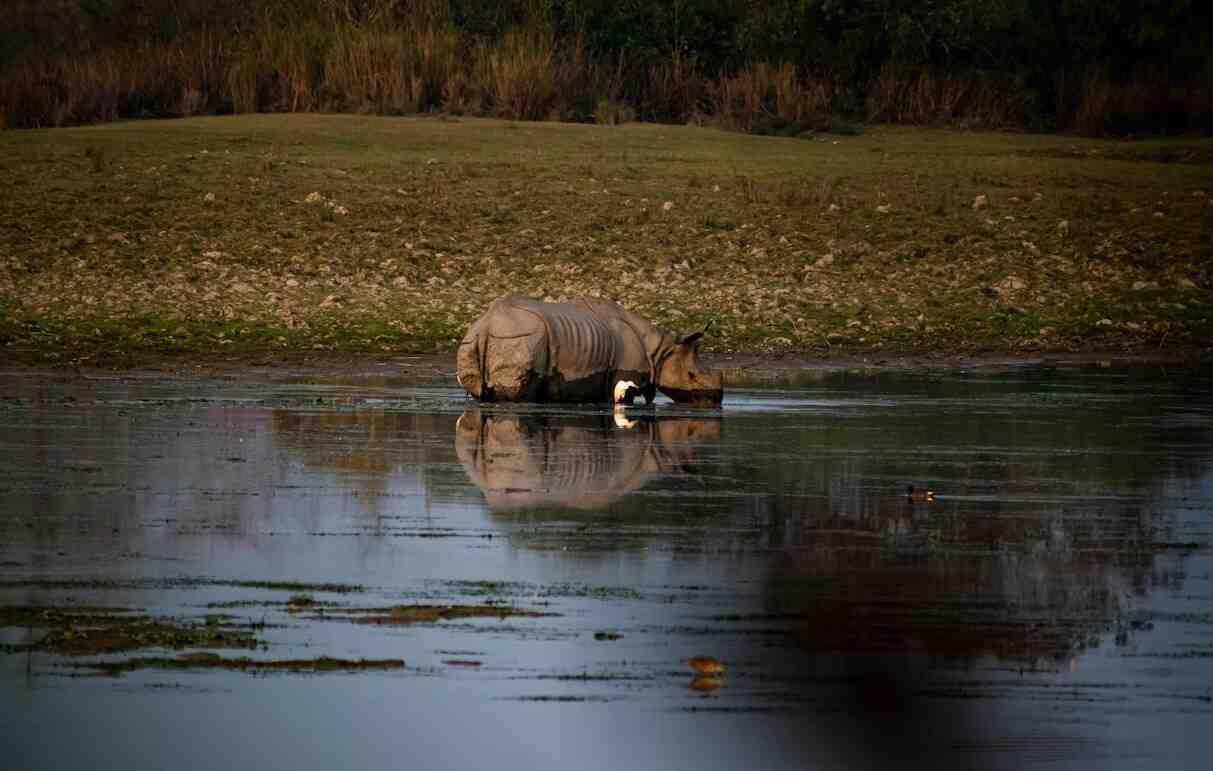 One horned rhinoceros in wetlands reflecting Heritage Sites in India Towno